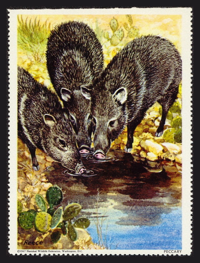 National Wildlife Federation Stamp - 1967 MNH - Peccary