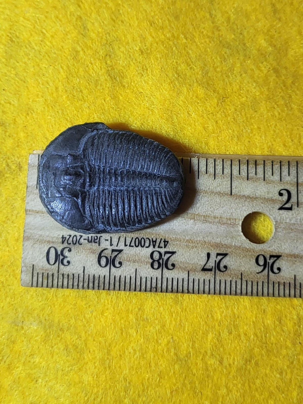 1.125" Elrathia Kingi Trilobite Fossil Cambrian Age Delta, Utah