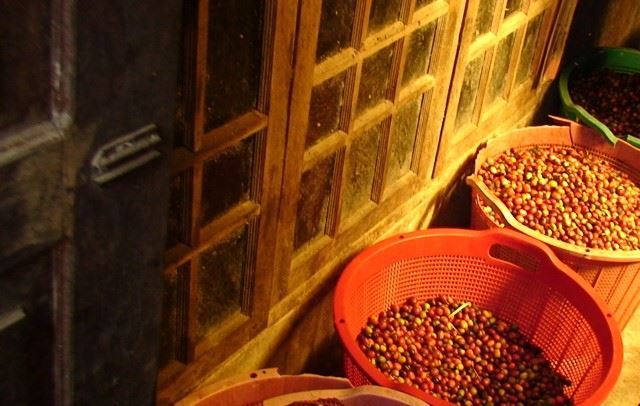 8oz/5lb - Sumantra – Indonesia – Premium Fresh Roasted To Order Coffee