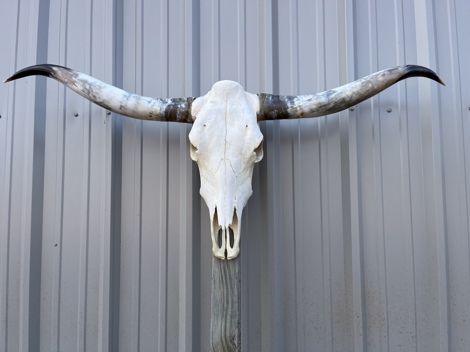 Longhorn STEER SKULL 4 Feet 9 1/2 Inch WIDE Horns BULL HORN MOUNTED COW HEAD