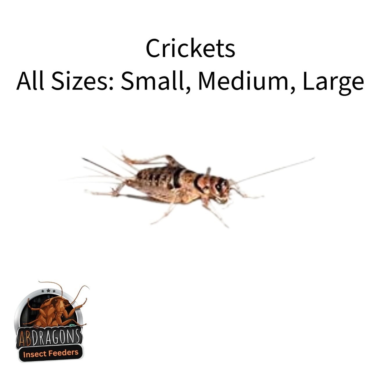 Live Crickets 100 -1000 Count Free Shipping Guaranteed Live Delivery