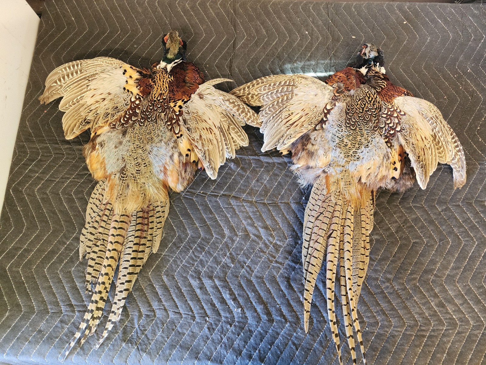 2 Ring Necked Pheasant Pelt Feathers Fly Fishing Material Dog Training Crafts