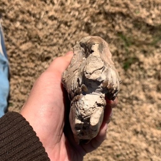 Fossil Horse Skull, Mesohippus, White River Badlands, mammal fossils