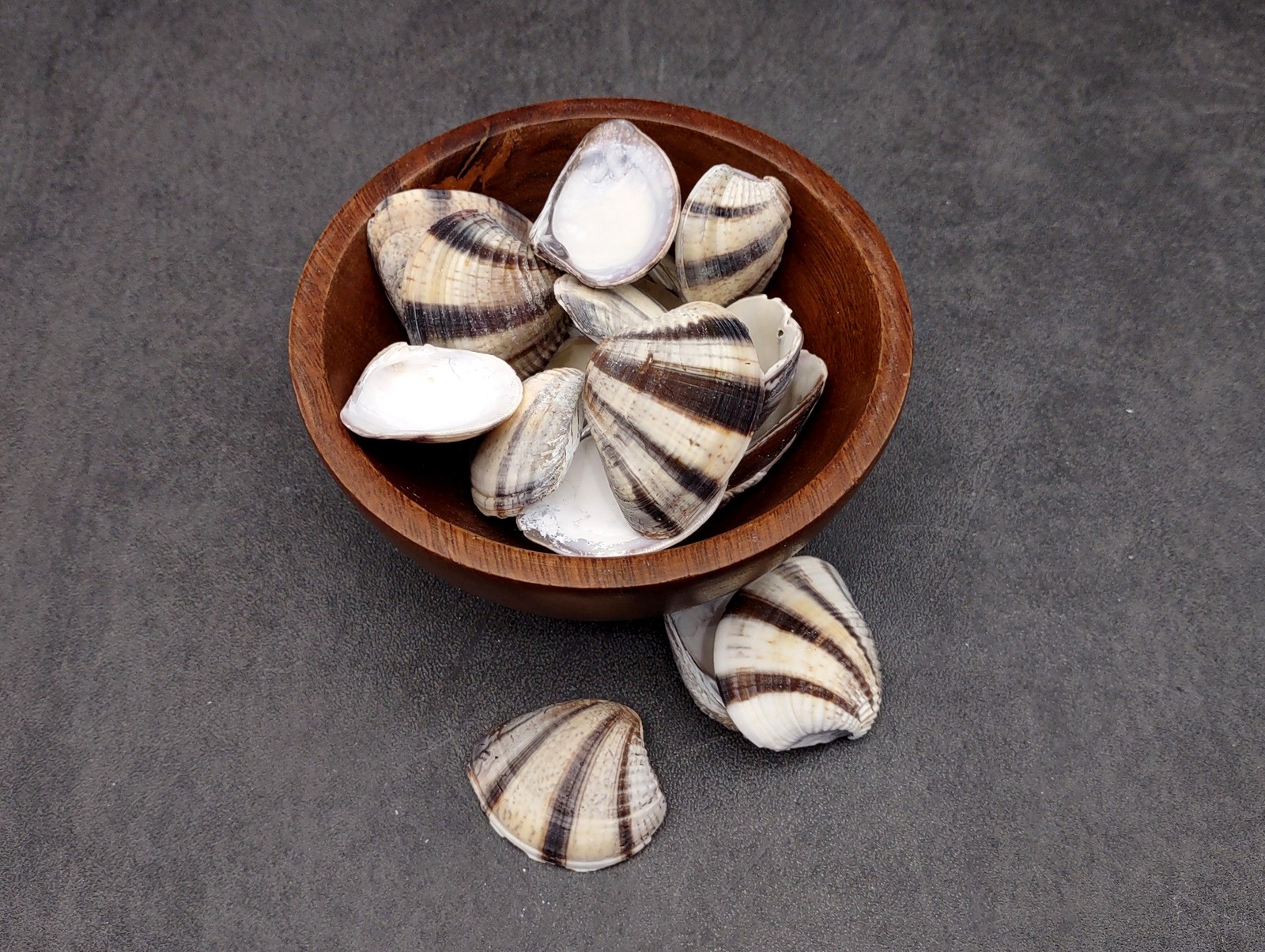 Mexican Sunset Striped Clam Seashells (15 shells approx. 1.25+ inches)