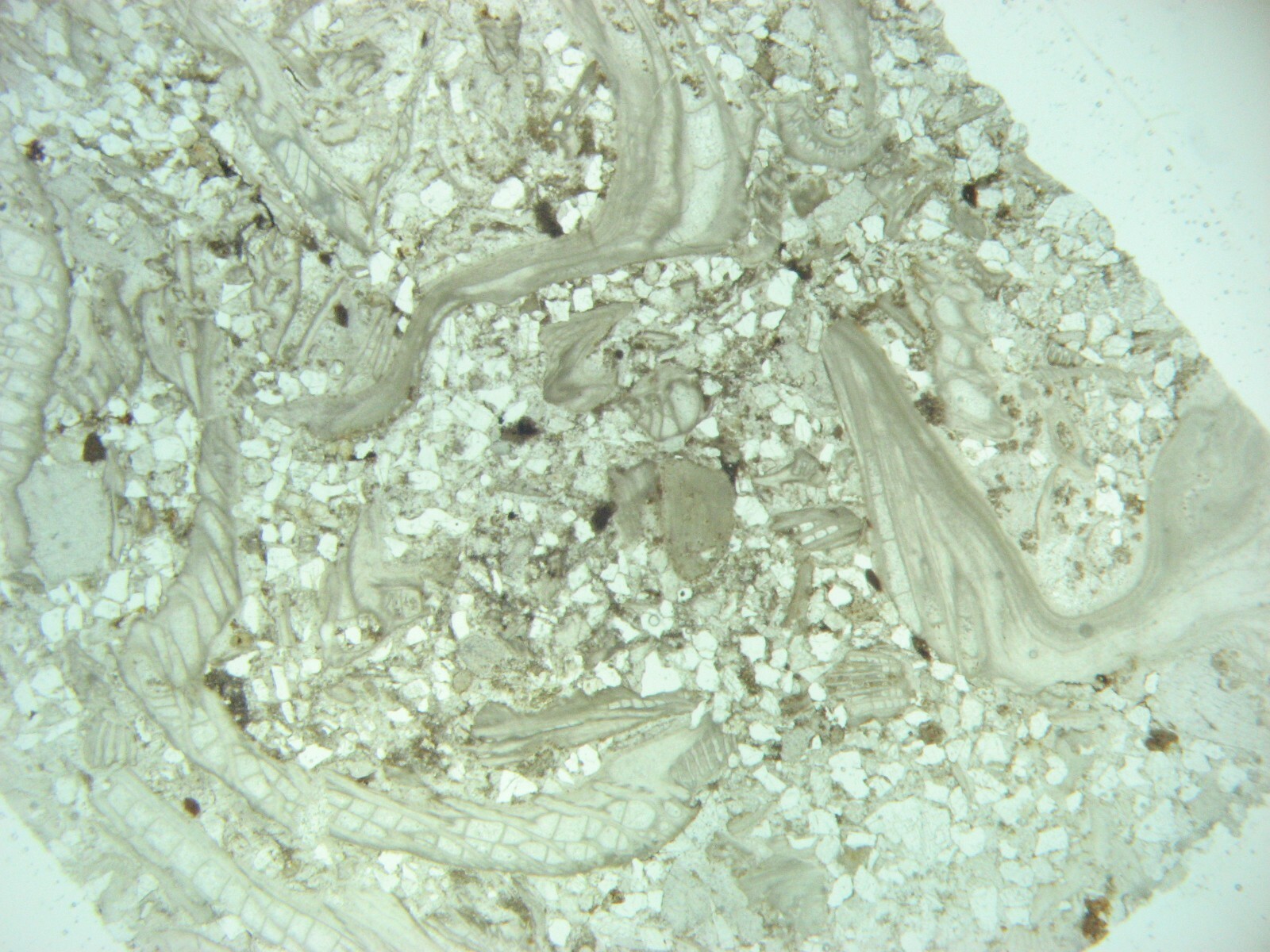 Geological Rock Formation & fossil Thin Section collection 100 slides in case