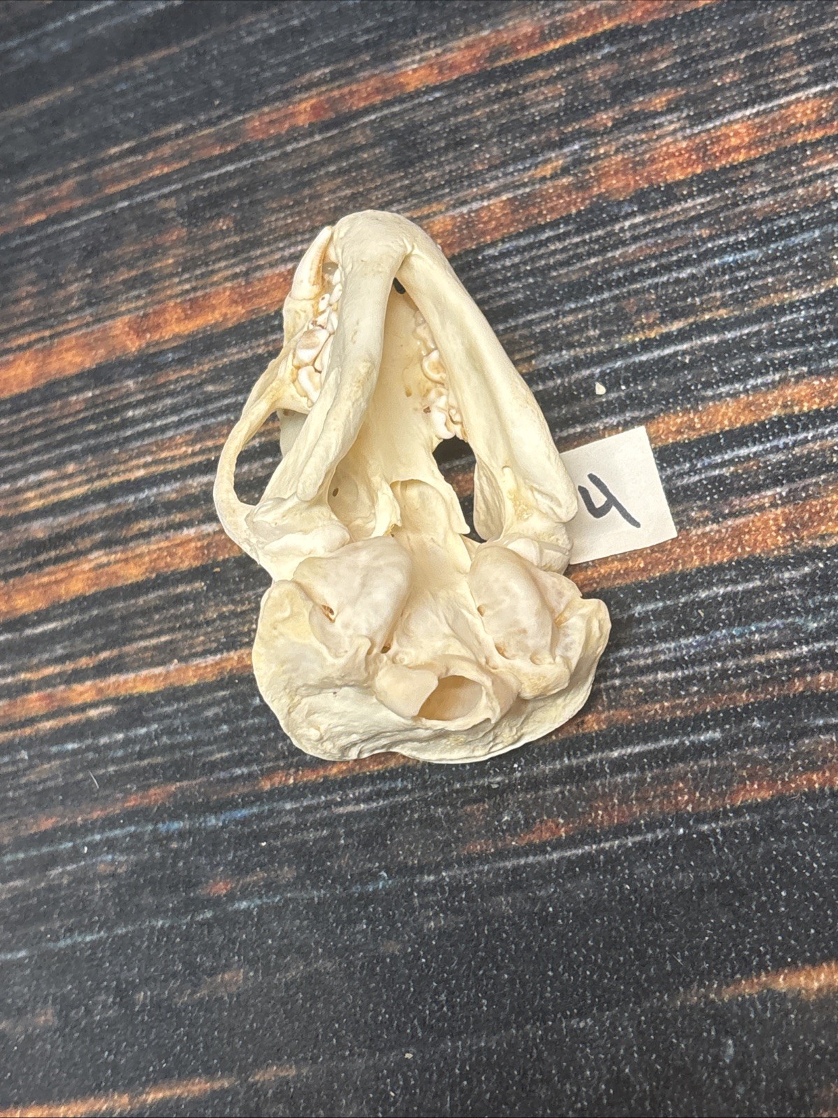 Real XL Badger Skull Unique Gift Halloween Craft Animal Mount Art Model Head Odd