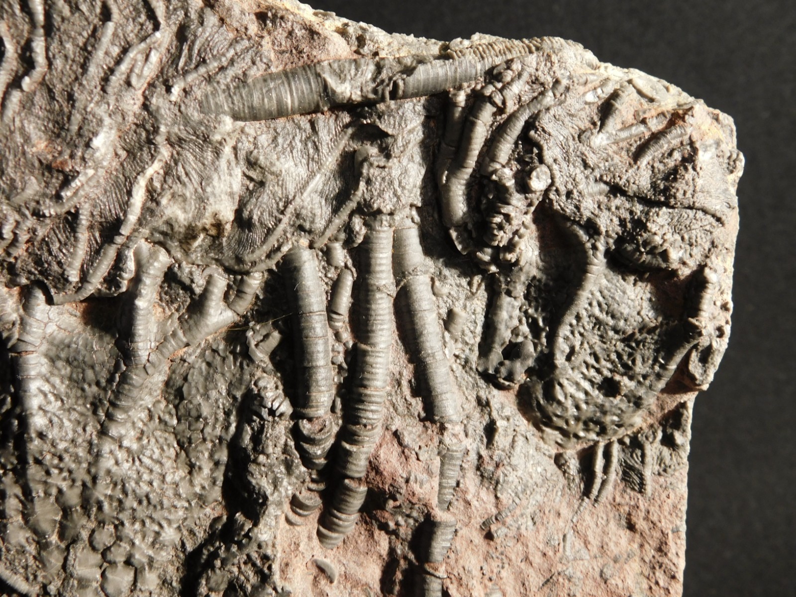 LARGER! 430 Million Year Old! CRINOID Fossil or Sea LILY Fossil Morocco 1221gr