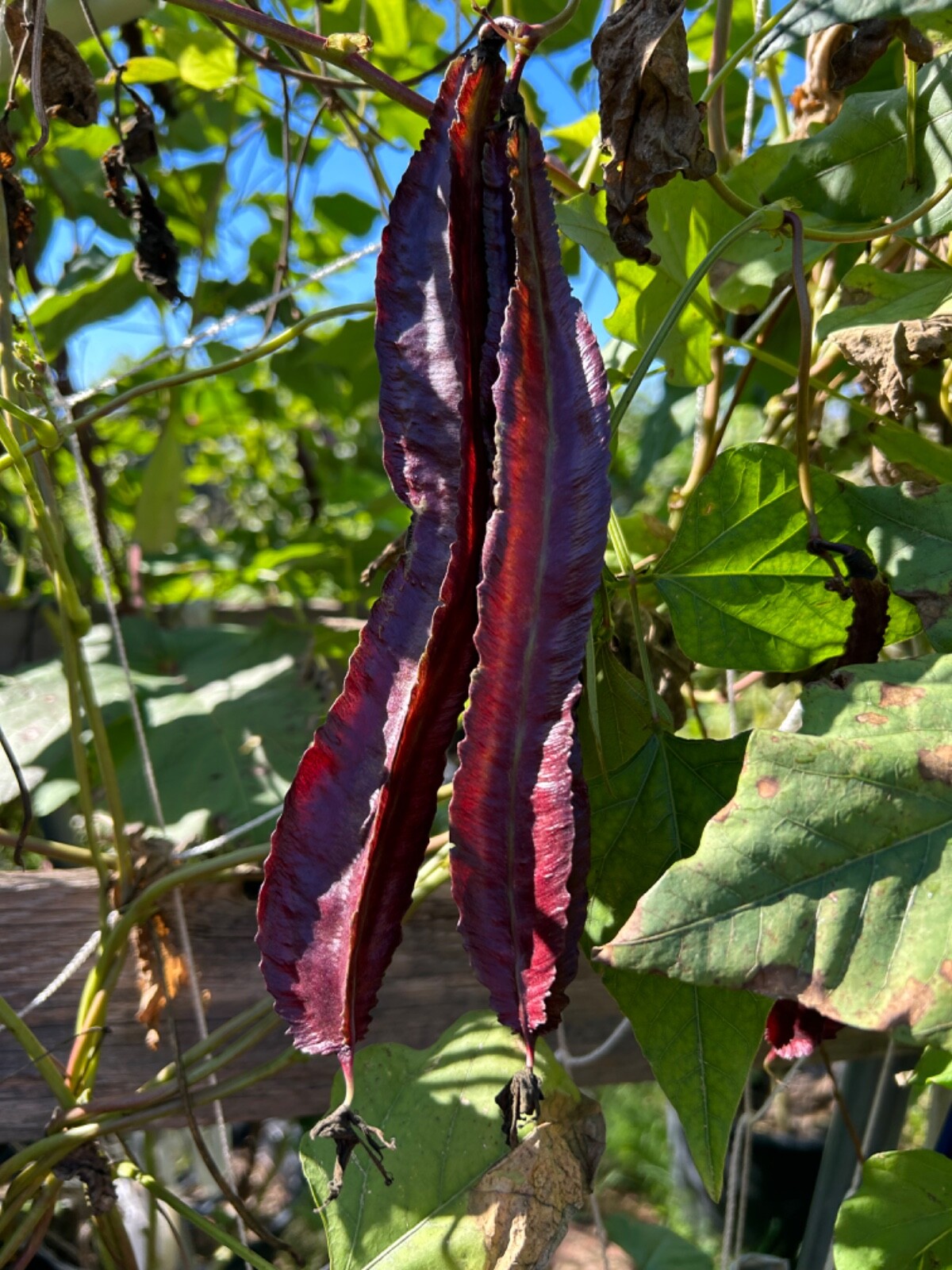 15 Purple Asian Winged Bean Seeds