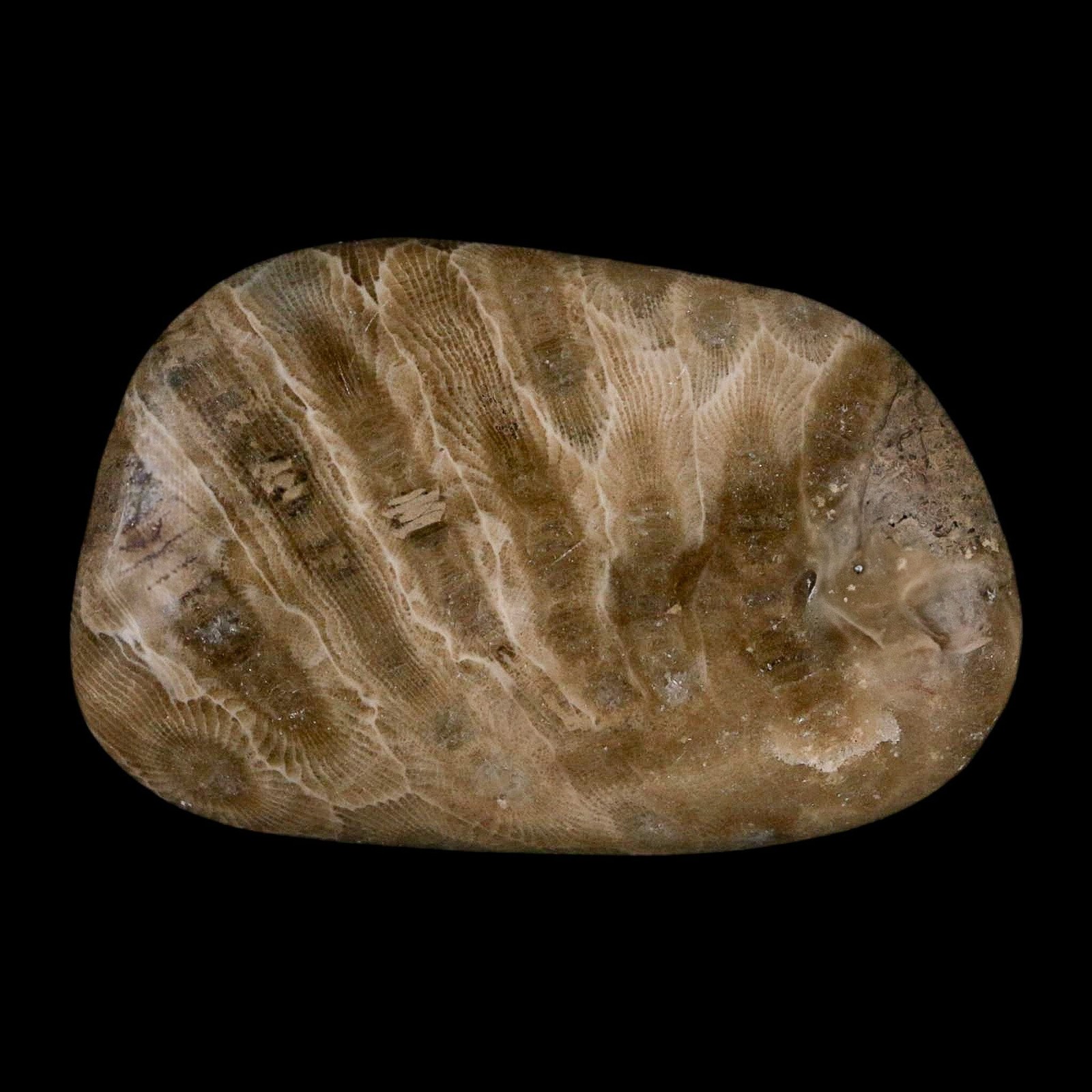 2.6" Polished Slab Petoskey Stone Hexagonaria Coral Fossil Devonian Age Michigan