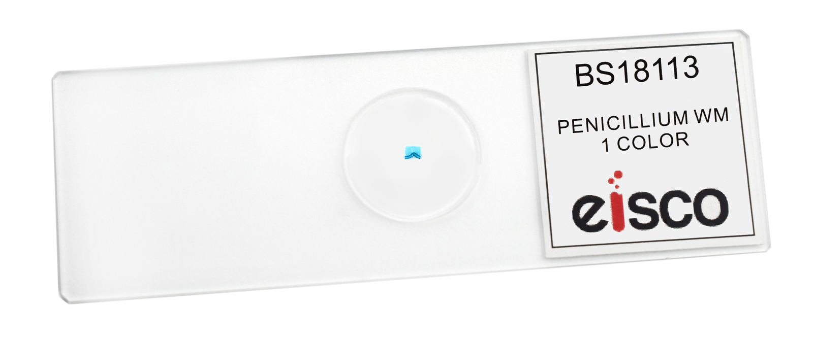 Penicillium - Prepared Microscope Slide - 75x25mm - Eisco Labs