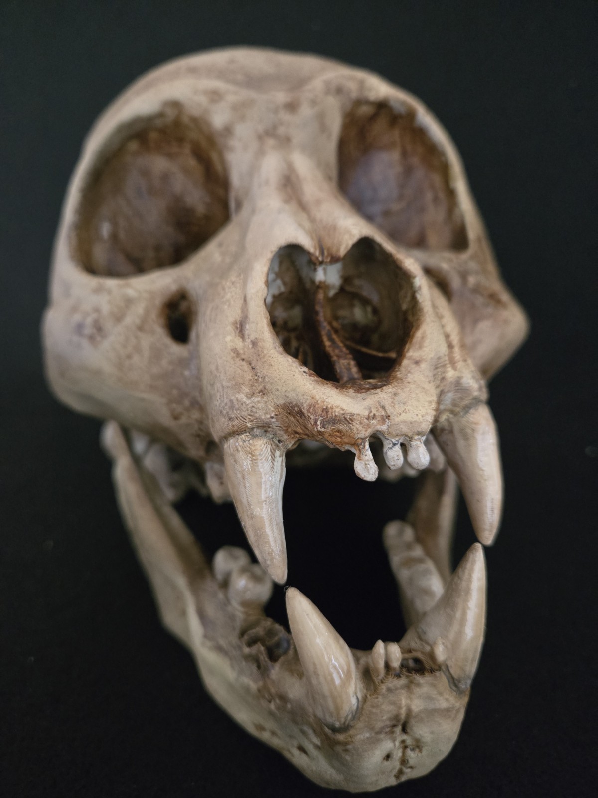 Bigfoot Skull Realistic "Large"