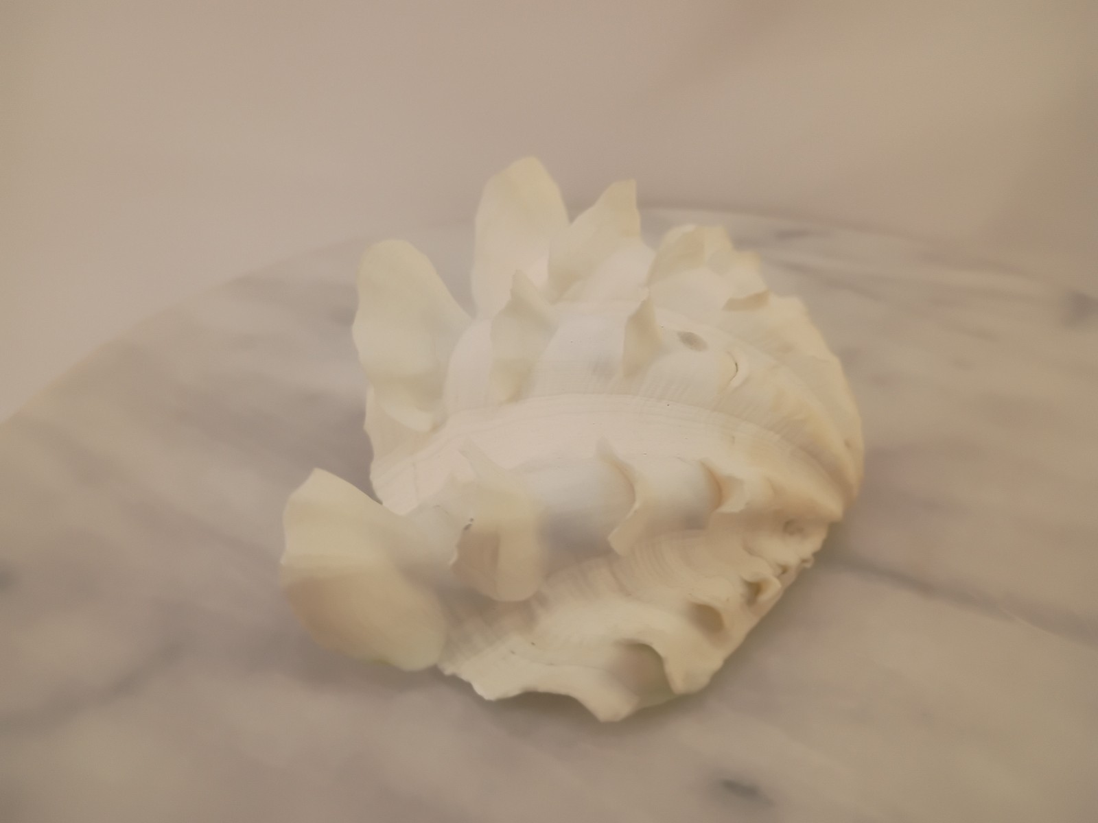 Whole TRIDACNA SQUAMOSA Fluted Clam Shell 5.75" x 4 1/4" White