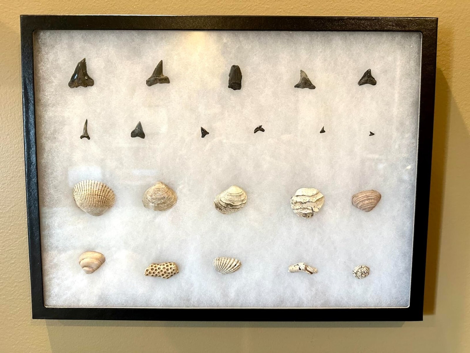 Riker Display Case 12 x 8 x 3/4 Arrowheads Fossil Pin Medal Coins USA Shadow Box