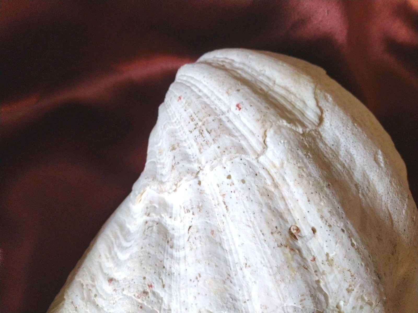 Vtg REAL 1980's Natural Sea Clam Shell Display Decor Crafting Collector 3lbs+