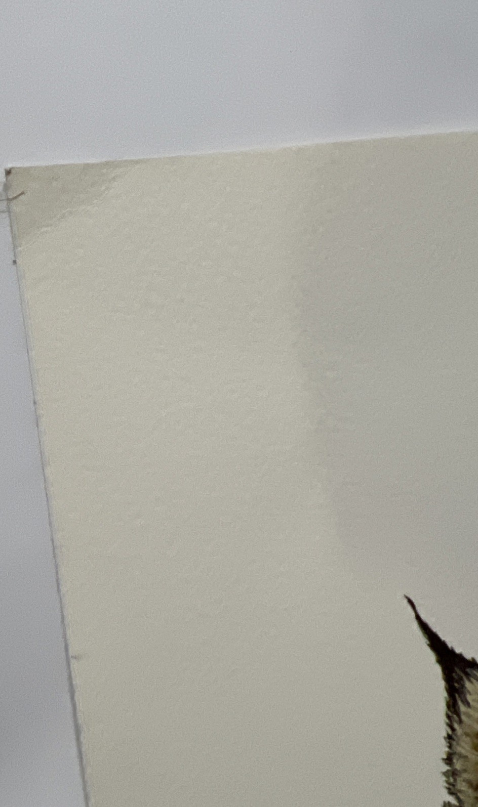 Vintage Lynx Bobcat / Cougar Mountain Lion Art Prints 16 X 20” Unframed Lot Of 2