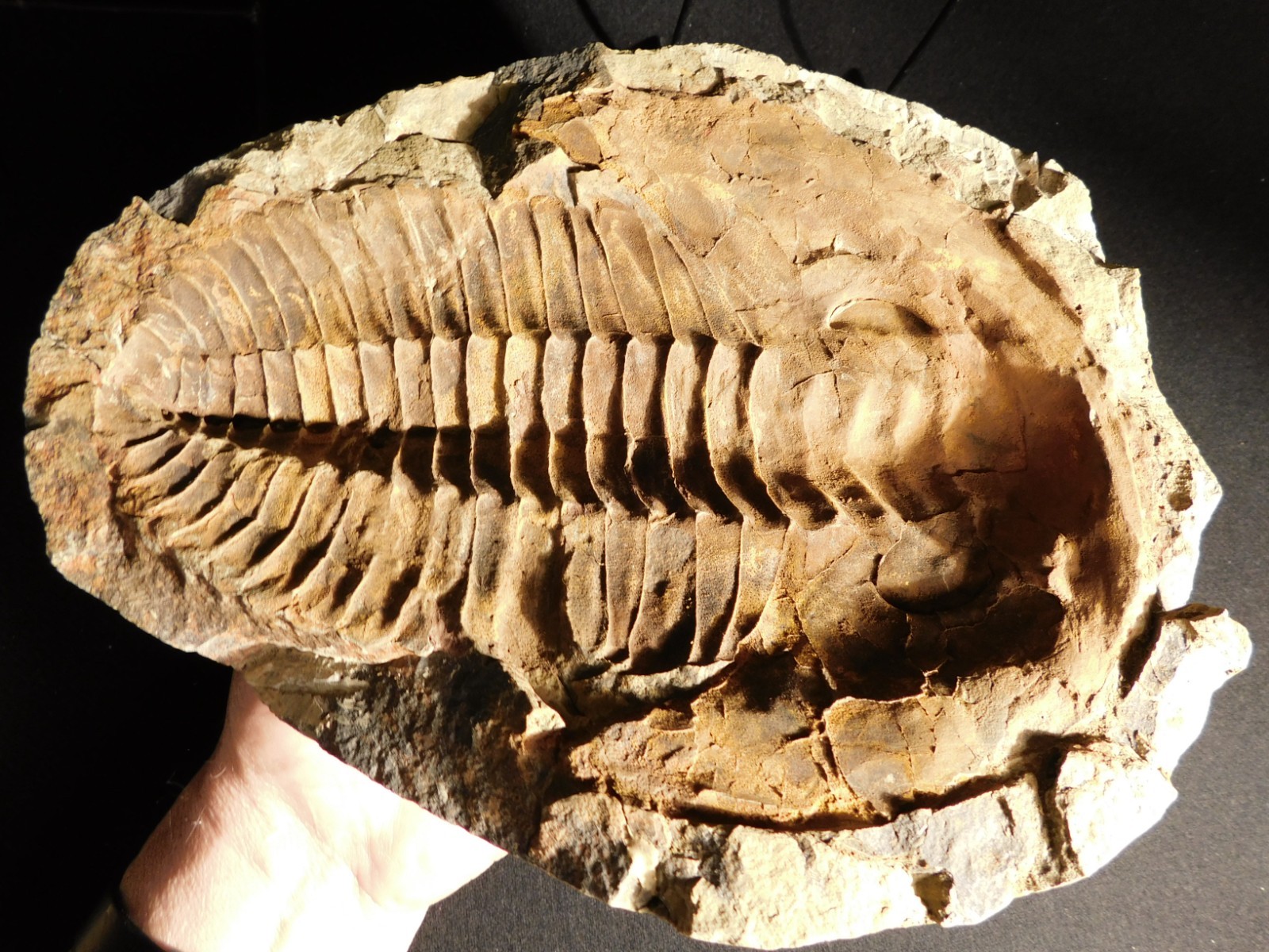 HUGE! 530 Million Year OLD! Andalusiana Trilobite Fossil Anif Morocco 3242gr