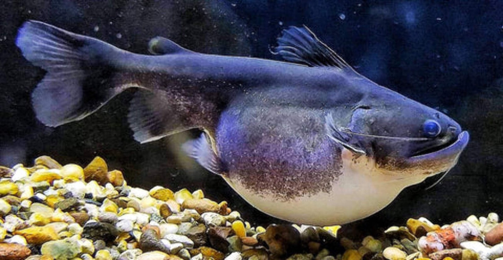 Gulper Catfish 3.5–4.5” – Rare Live Freshwater Predator – Exotic Oddball Fish