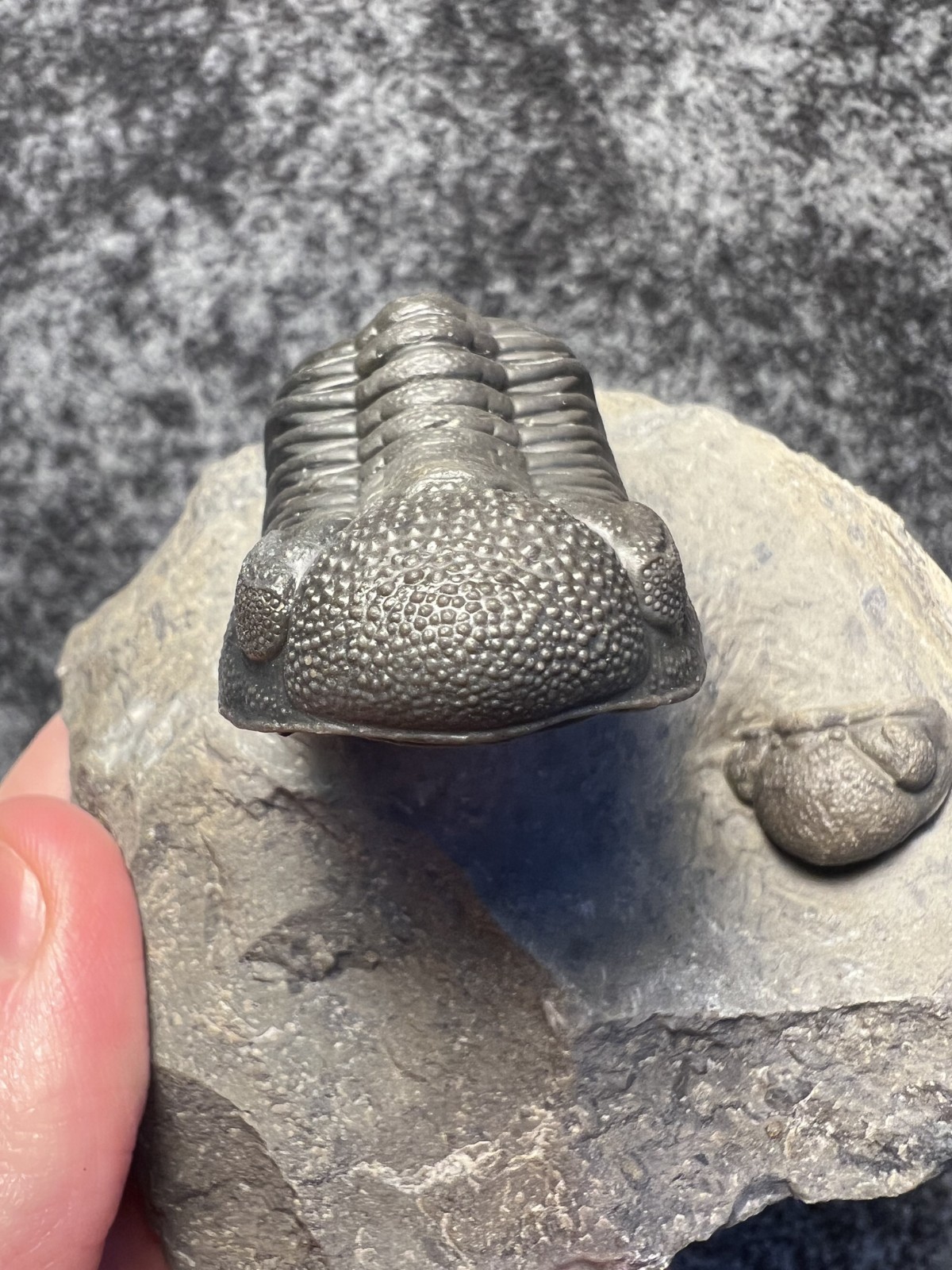 Moroccops sp. Trilobite Fossil – Attractive Collector Specimen