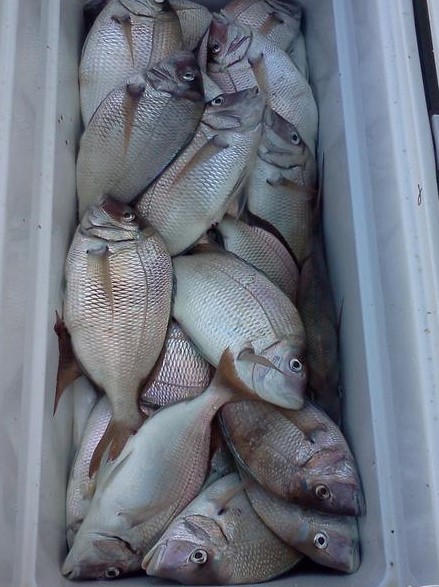 Premium Pompano Rig "Sand Flea-Coquina Clam" Fishing Rigs Pompano Whiting Spots