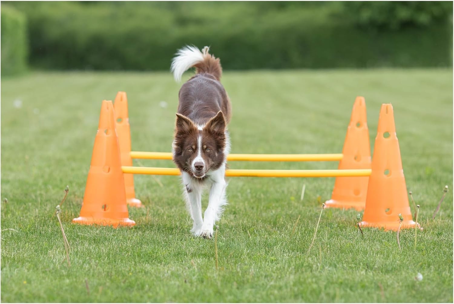 Complete Dog Agility Hurdle Set - 6 Cones, 3 Adjustable Rods, Training Tips