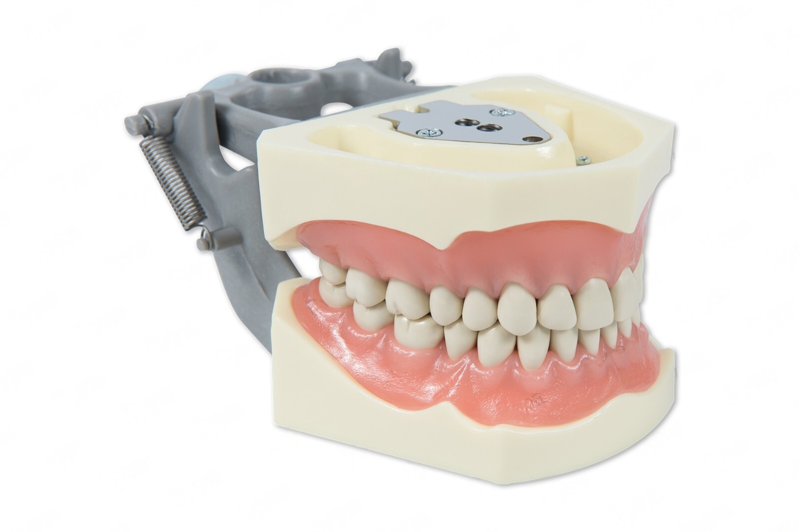 DENTAL TYPODONT MODEL 860 TEACHING MODEL FITS COLUMBIA BRAND REMOVABLE TEETH