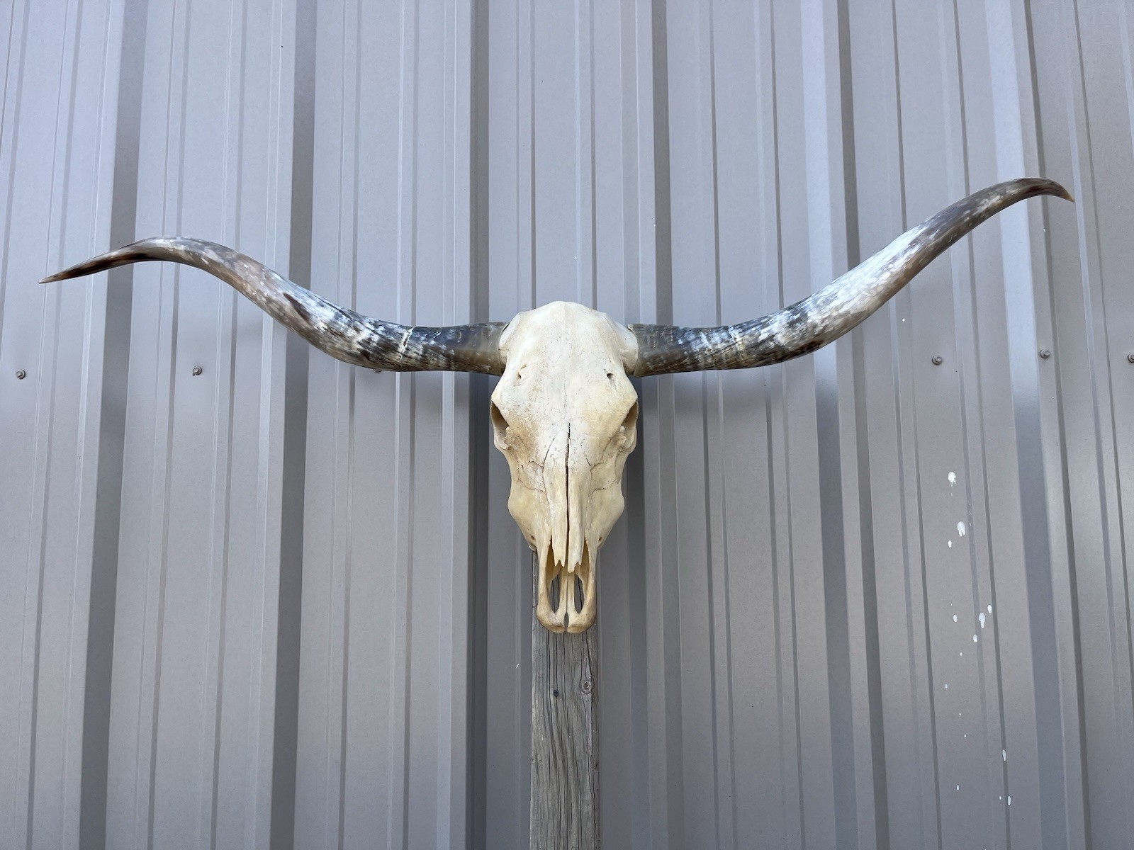 Longhorn STEER SKULL 4 Feet 9 Inch WIDE Horns BULL HORN MOUNTED COW HEAD