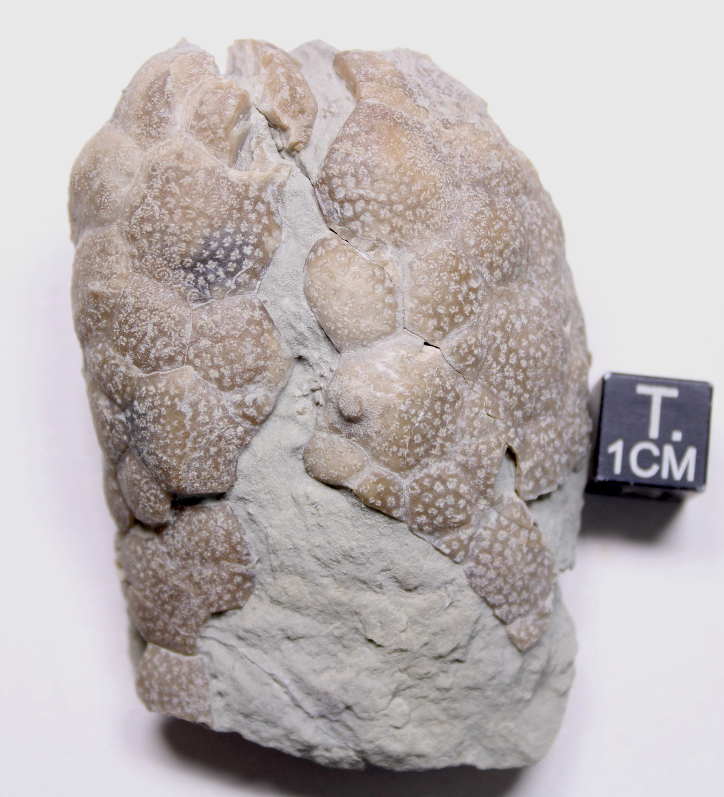 Triamara ventricosa Silurian Cystoid Fossil Indiana Massie Shale