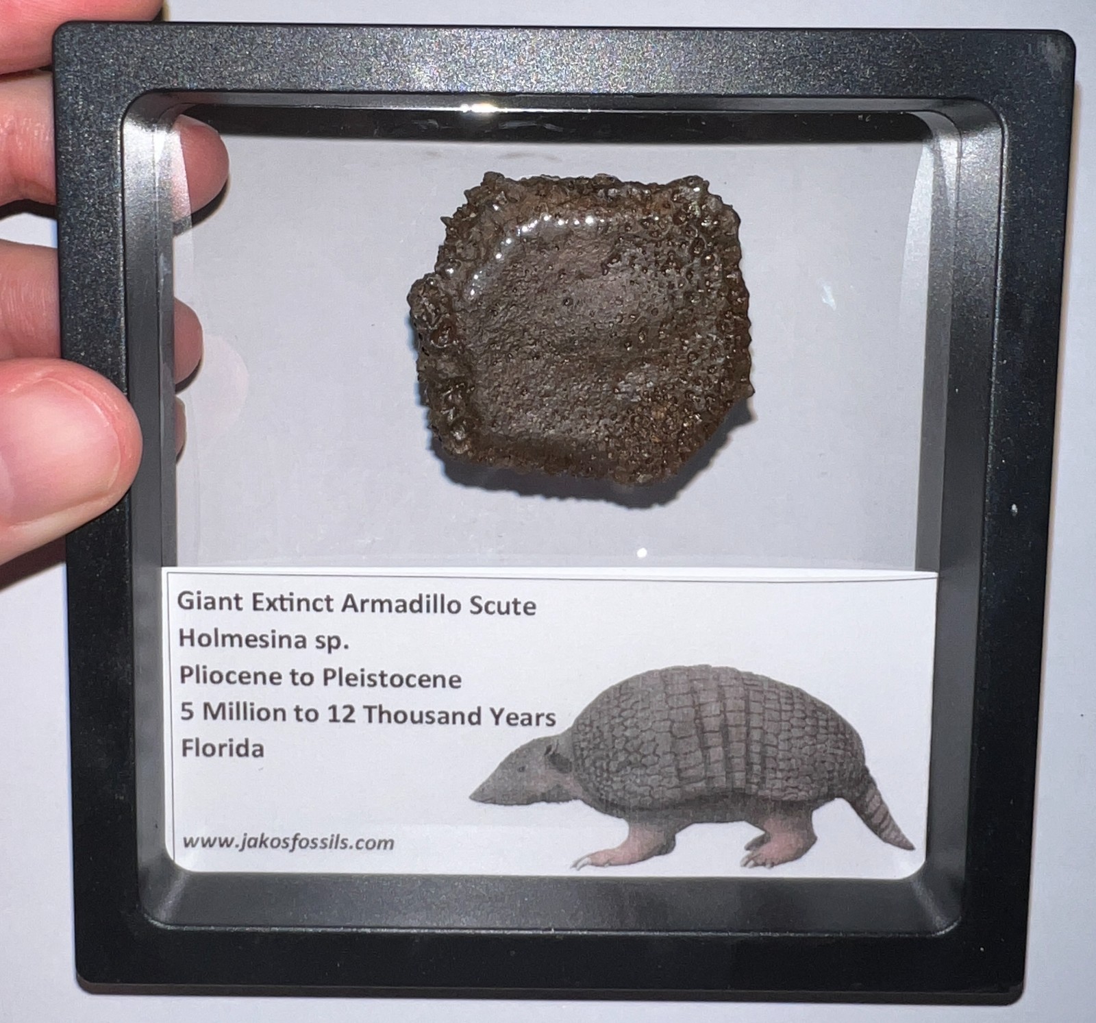 RARE Ice Age Fossil HOLMESINA GIANT ARMADILLO Scute Bone Armor Lot ONE PER ORDER