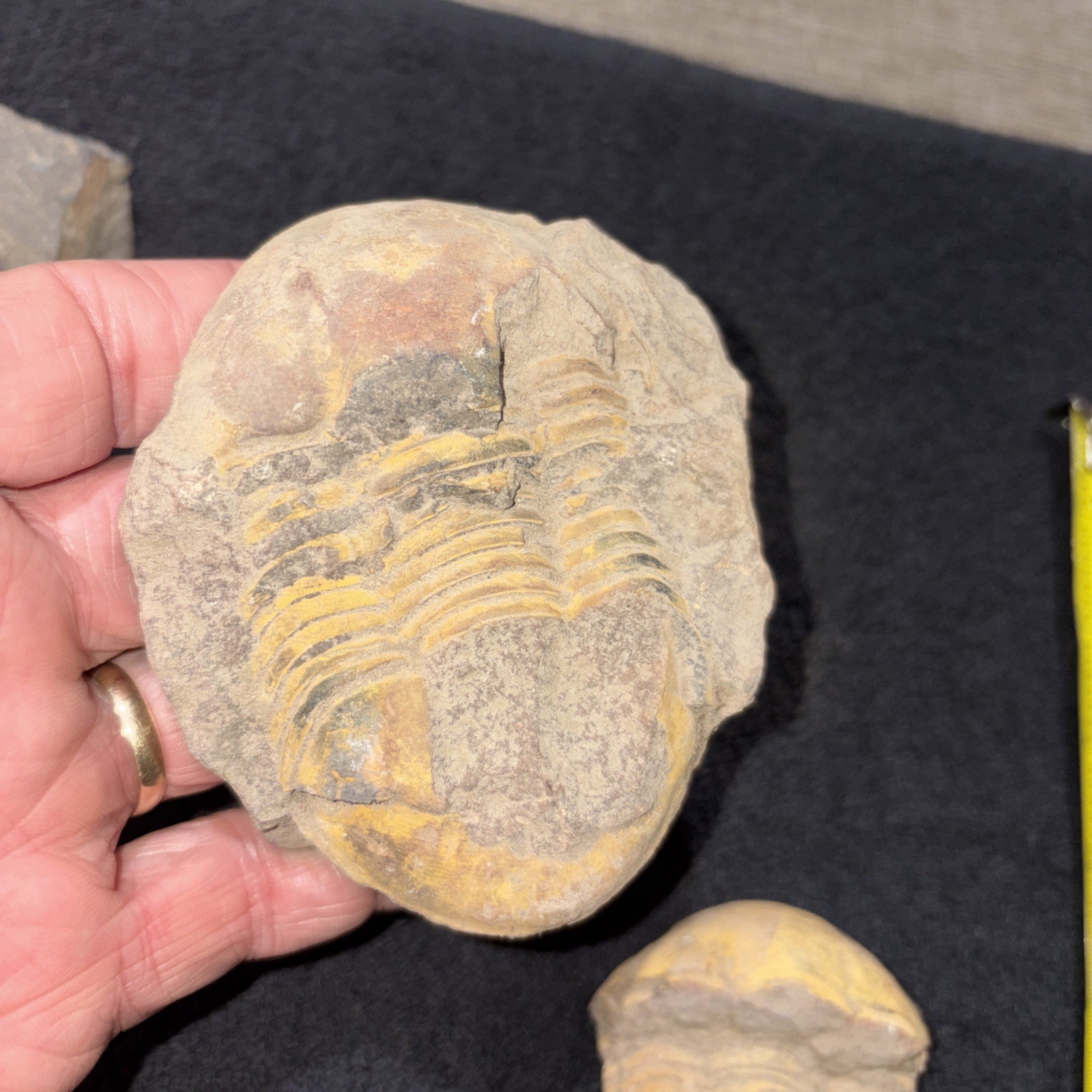 (3) Bumastus Like Trilobites Silurian China Large.