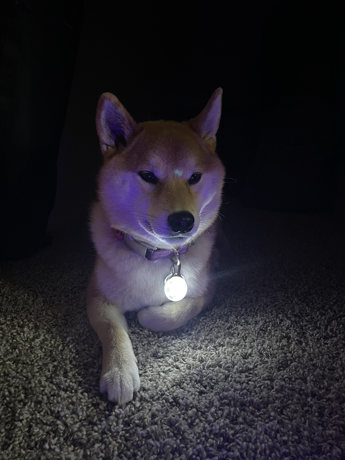 Rechargeable Dog Cat Collar Lights LED Clip on Light Veteran Owned