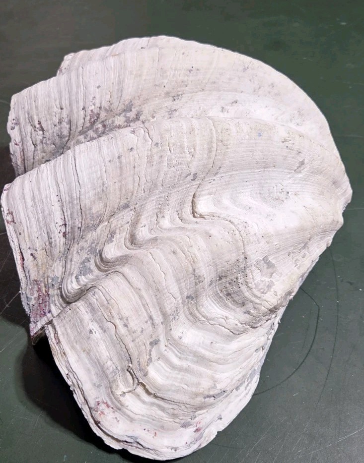 REAL 15½" Natural Giant Clam Shell Tridacna Gigas Sea *AND* 10" Giant Clamshell