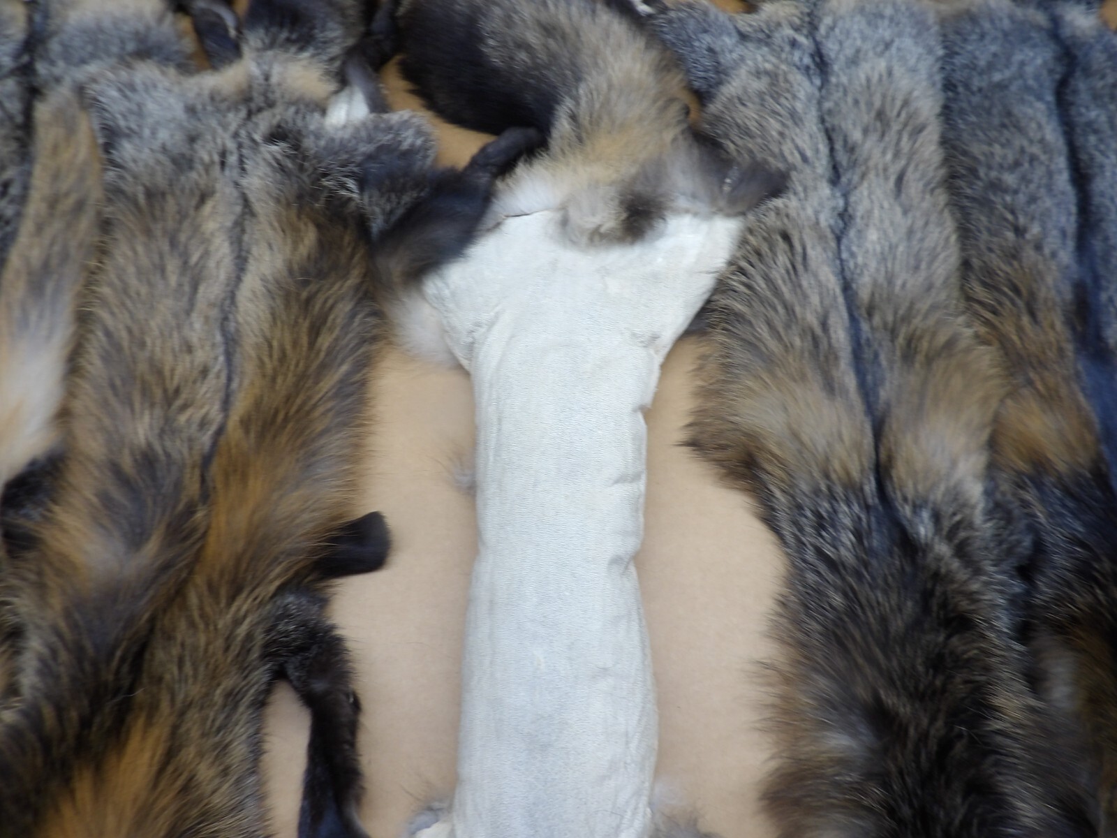 Tanned #1 Alaskan Cross Fox Hides Top Lot/Furs/Taxidermy/Crafts/Freshly tanned
