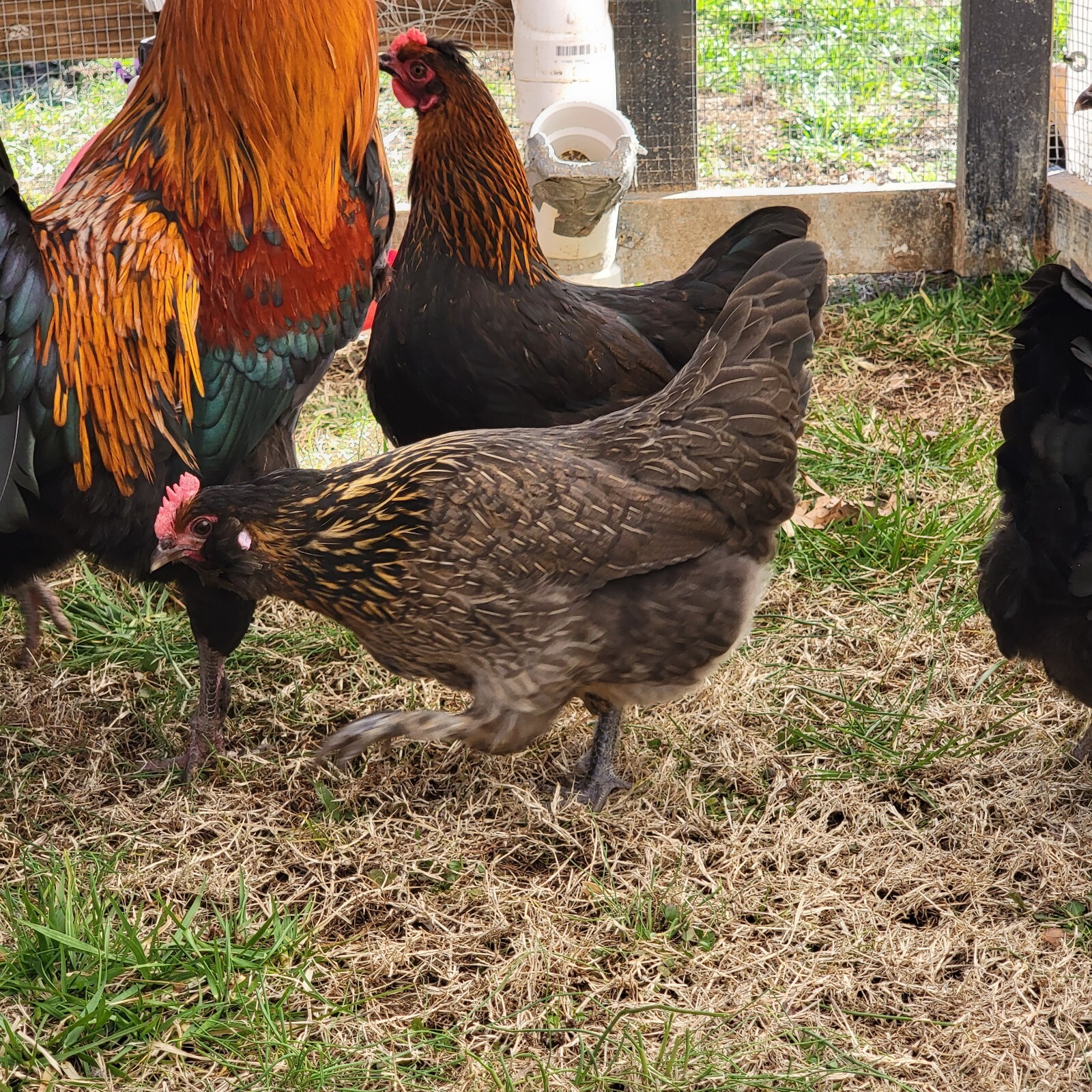 5+ F2 - F4 Olive Egger Hatching Eggs | Fast Free Shipping | TN NPIP CERTIFIED