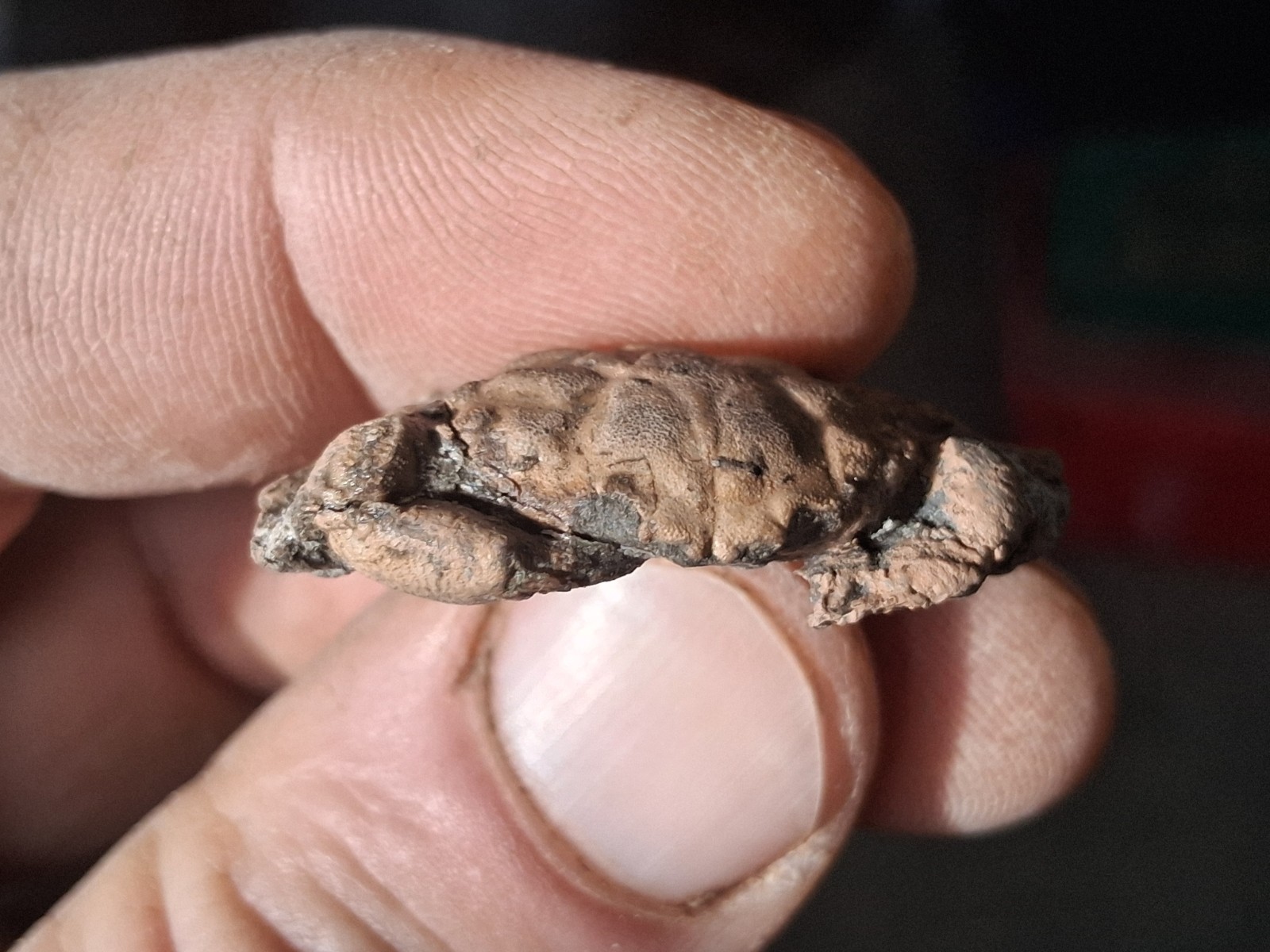 Pulalius Vulgaris Crab Fossil Specimen Washington State