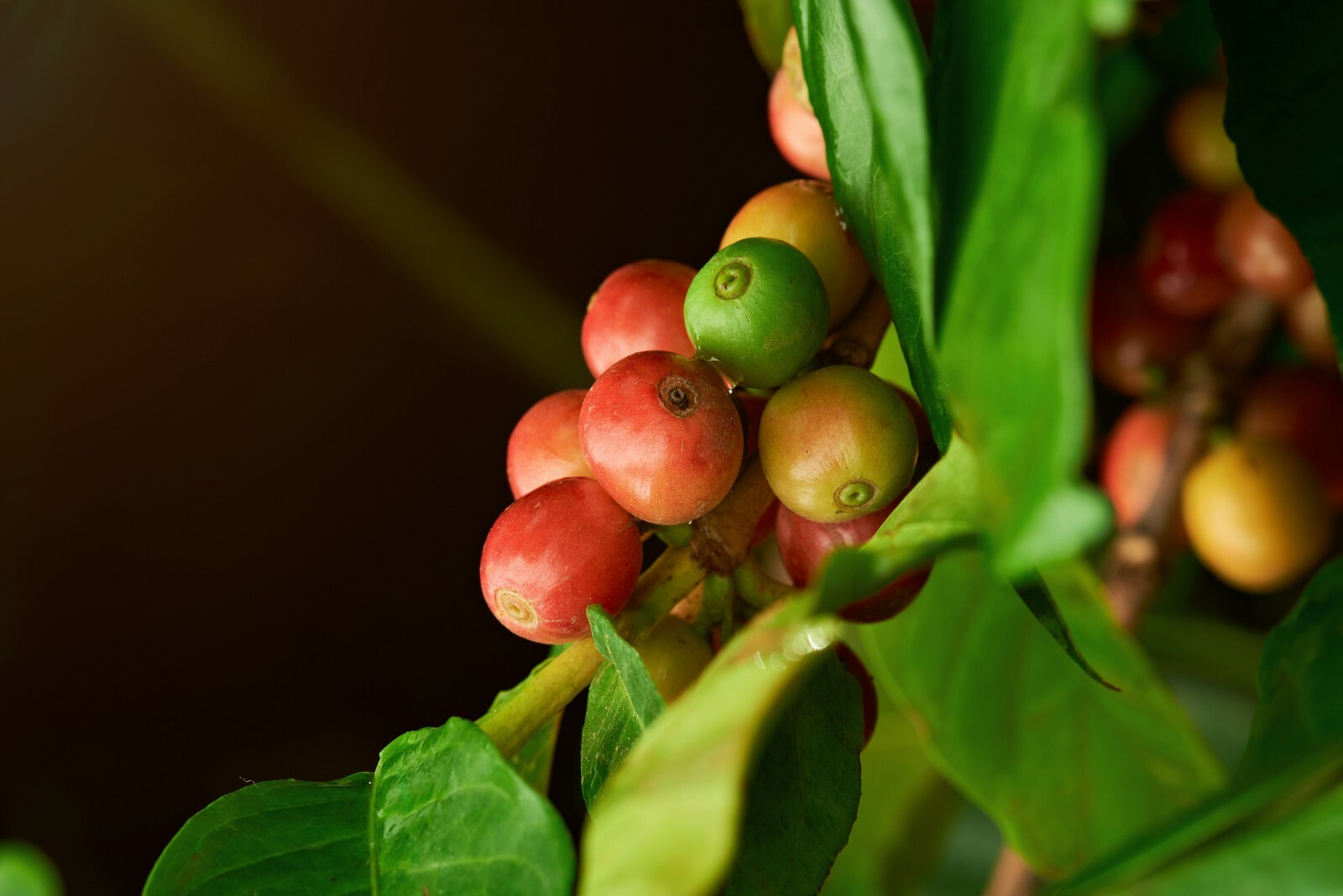 2, 5, 10 LB ORGANIC NICARAGUA FRESH ROASTED COFFEE BEANS - ORGANIC ARABICA