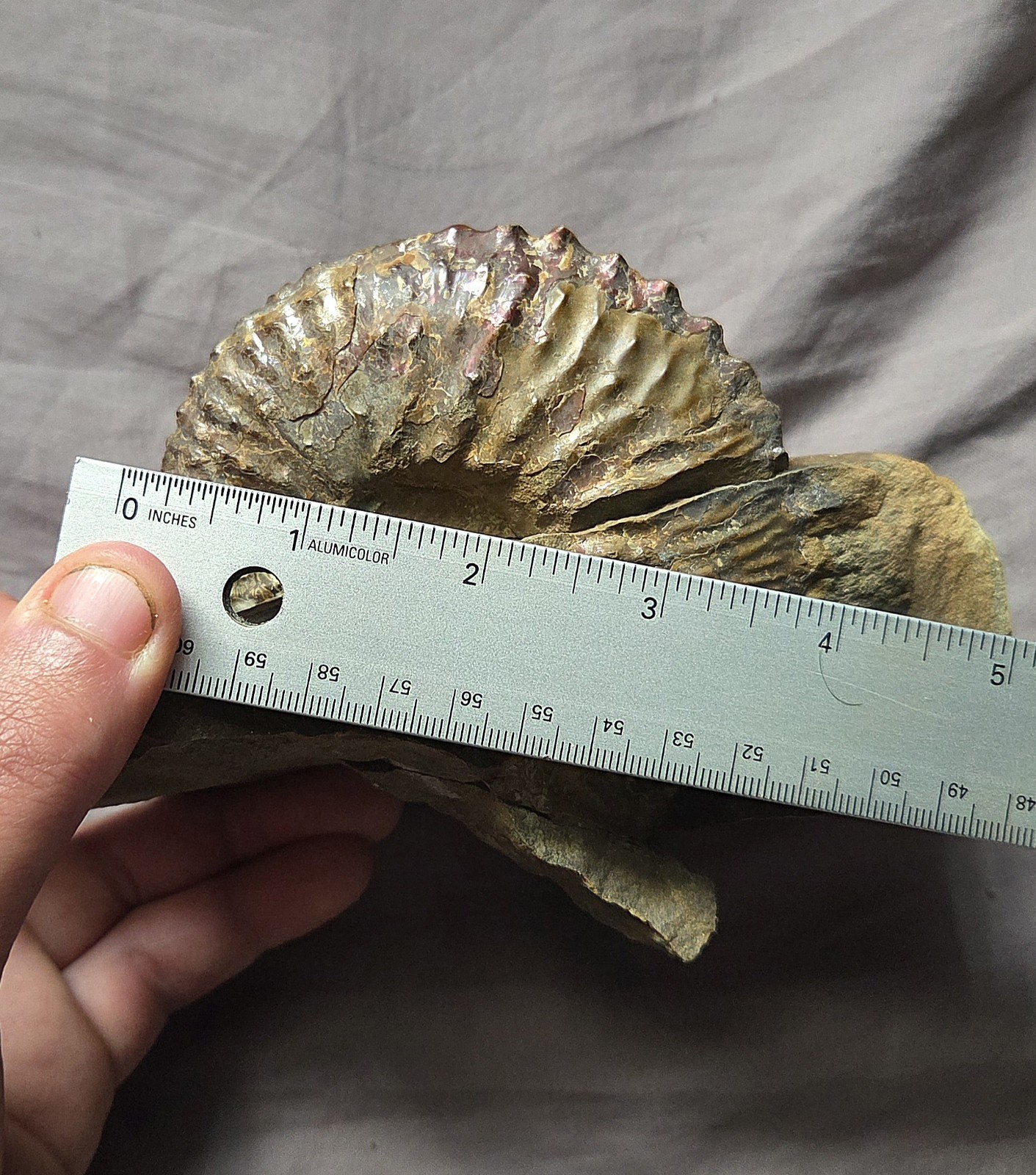 Rare Huge Scaphites Fossil Shell Ammonite From South Dakota Cretaceous