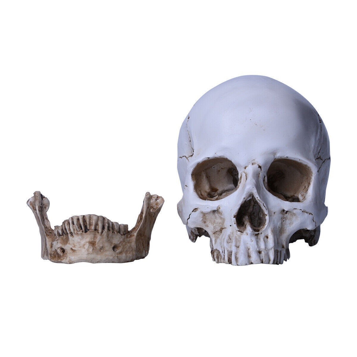 Resin Replica 1:1 Life Human Anatomy Skull Collectable Bar Decoration Teaching