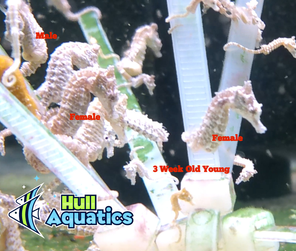 Mated Pair of Dwarf Seahorse