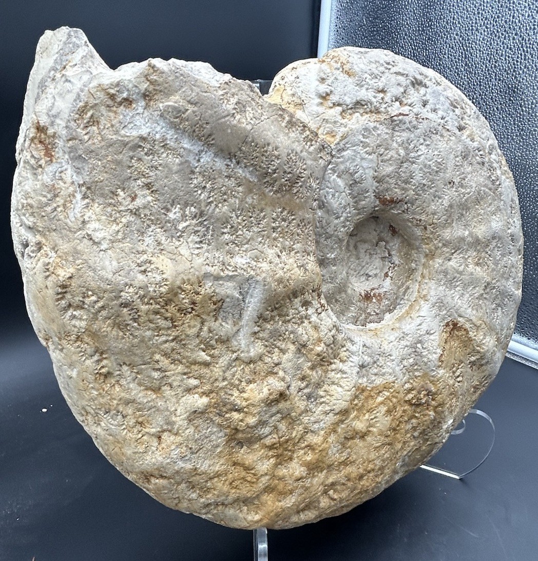 NICE 15.25” Texas Cretaceous Fossil Ammonite, Eopachydiscus Marcianus! Sutures