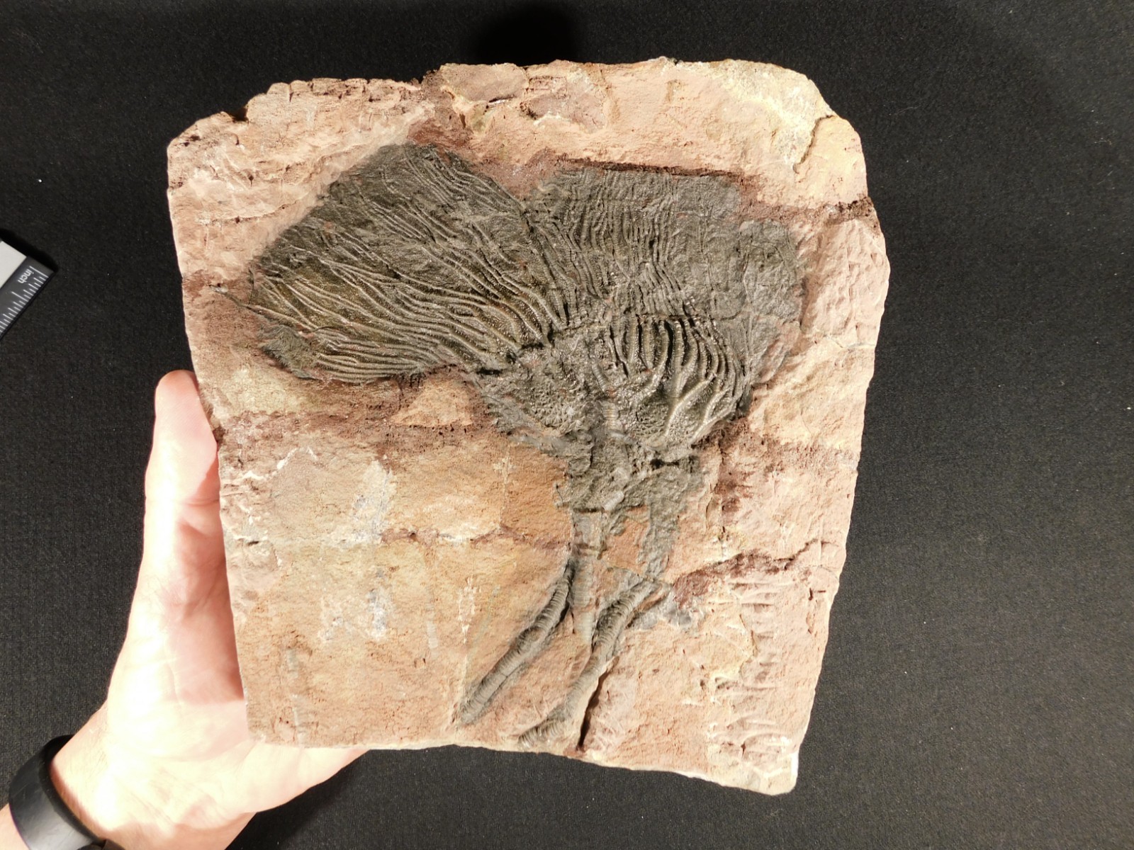 TWO BIG! 430 Million Year Old! CRINOID Fossils or Sea LILY Fossil Morocco 1565gr