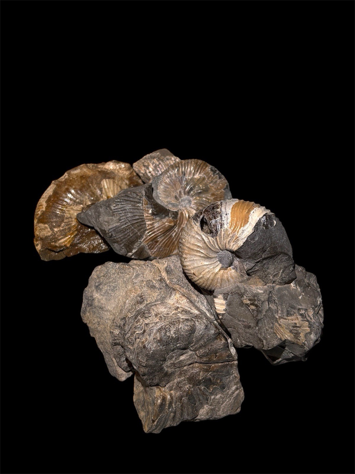 Ammonite Fossil Bundle Lot of 5 Specimens