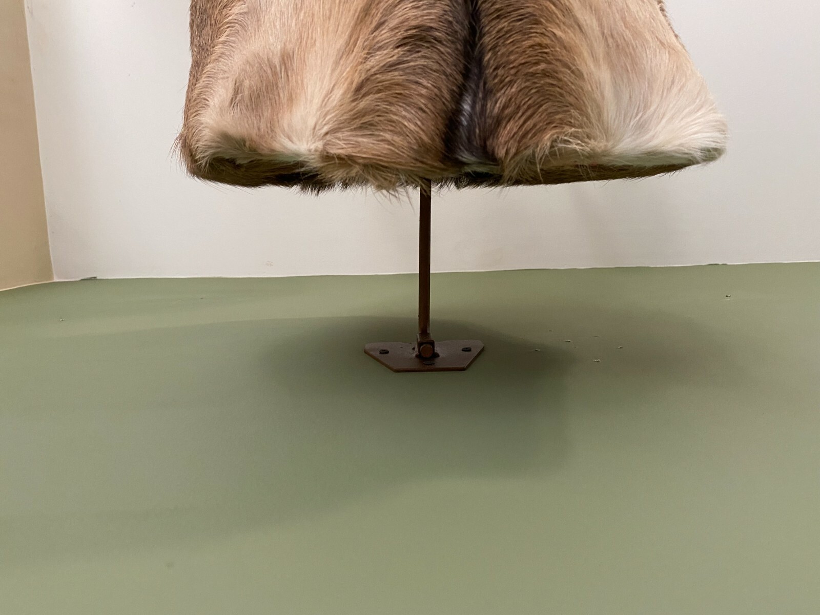 Amazeen Outdoors Adjustable Shoulder Mount Wall Hanger Whitetail Deer Mule