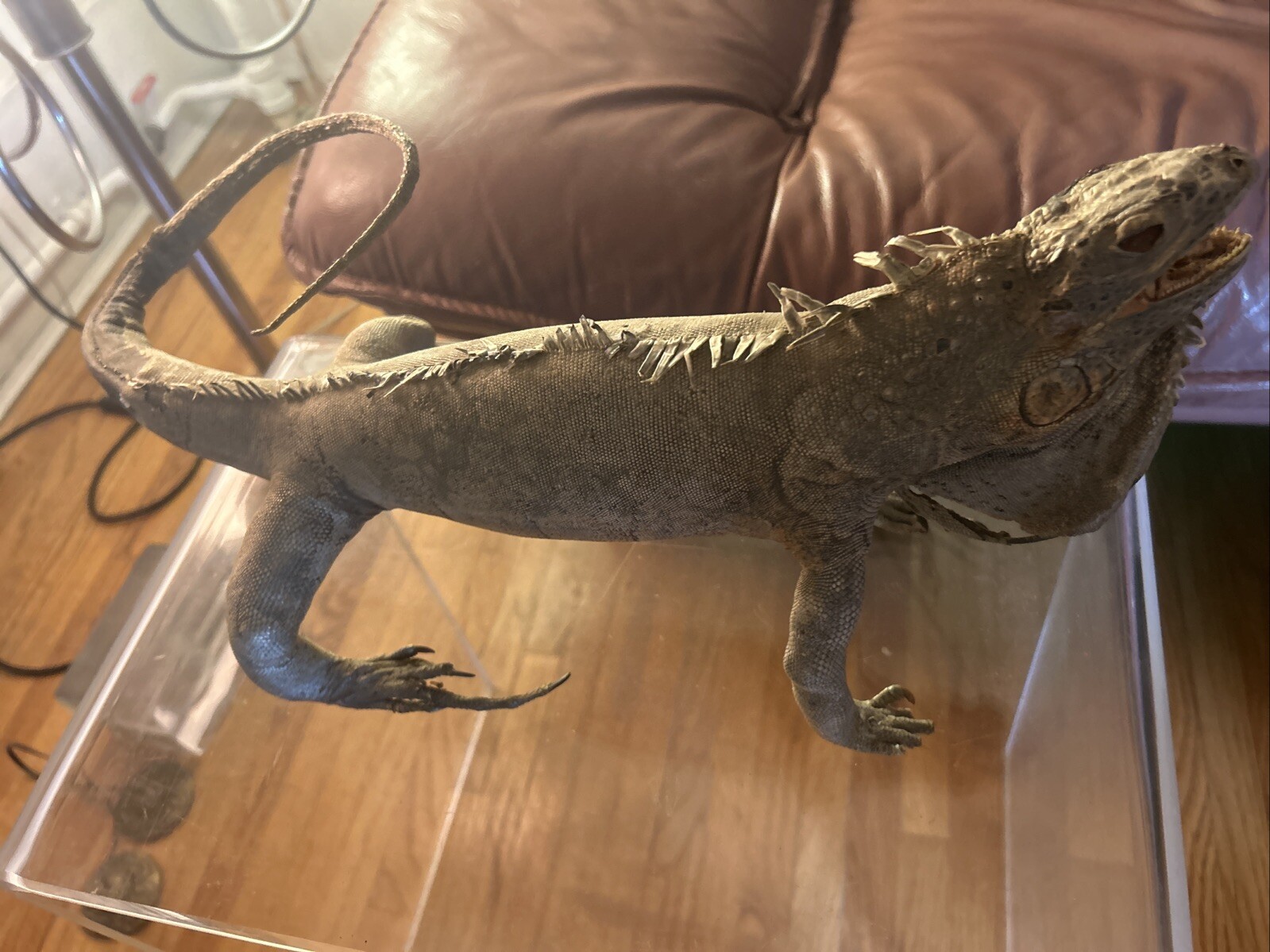 Vintage taxidermy Igauna Lizard, Folk Art, Home Decor, Exotic, Macabre, Rare