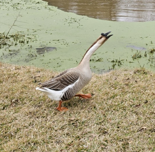 3 + African Goose Hatching Eggs Fertile Louisiana Farm Fresh MULTIPLES AVAILABLE