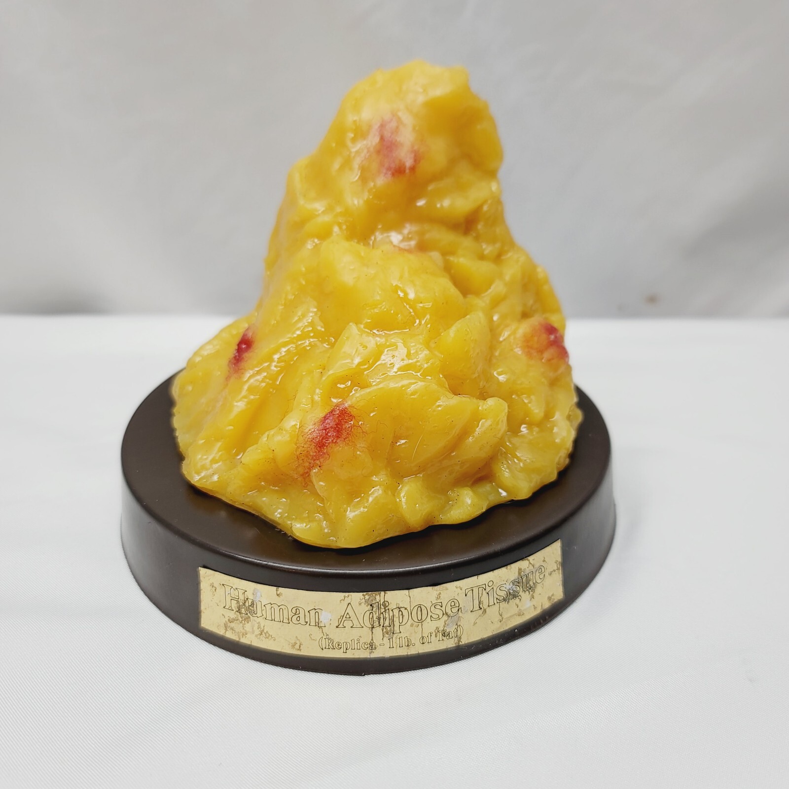 Vintage Human Adipose Tissue Replica Model Of 1lb Of Fat