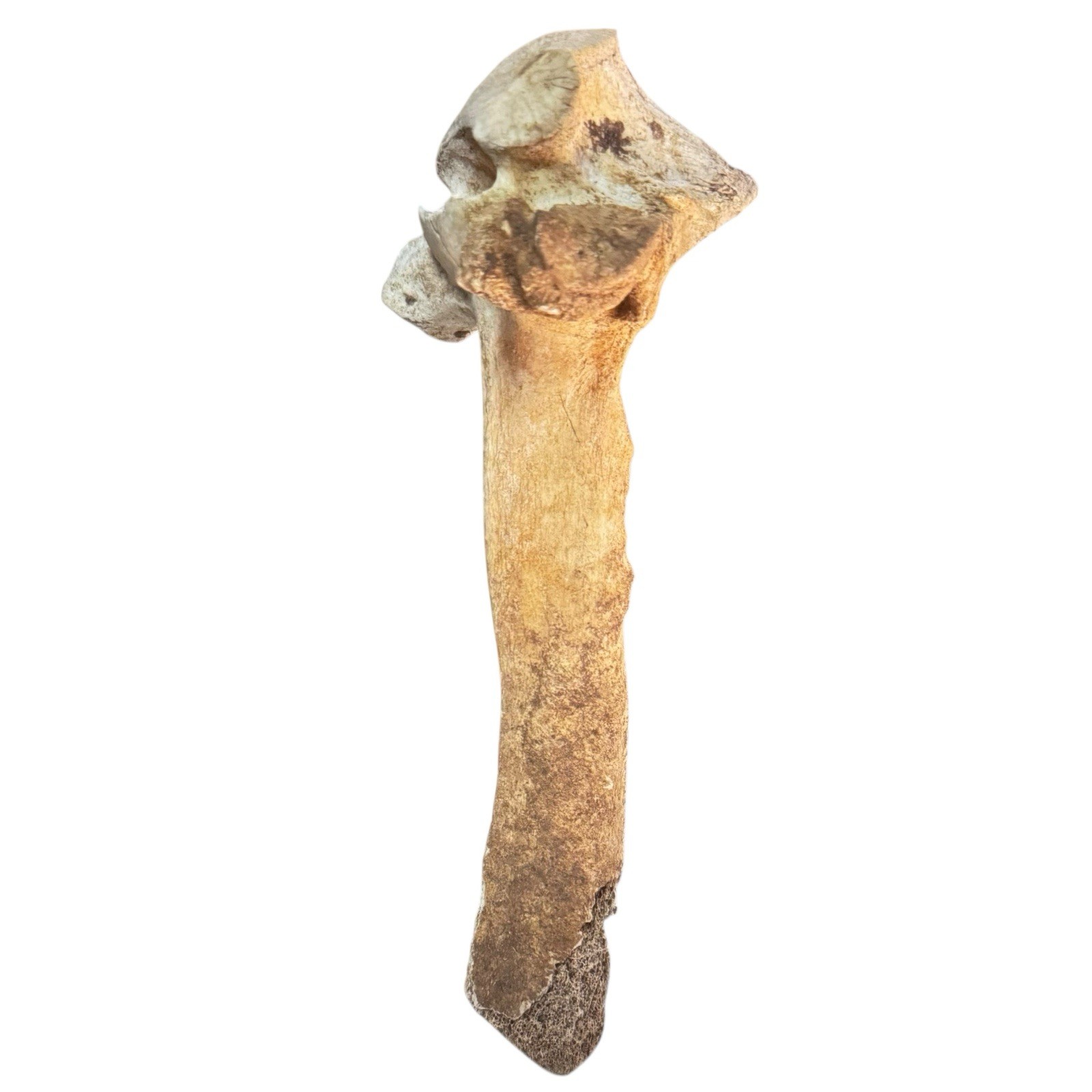 Bison Thoracic Vertebra Natural Bone Paperweight Western Decoration No Fossil