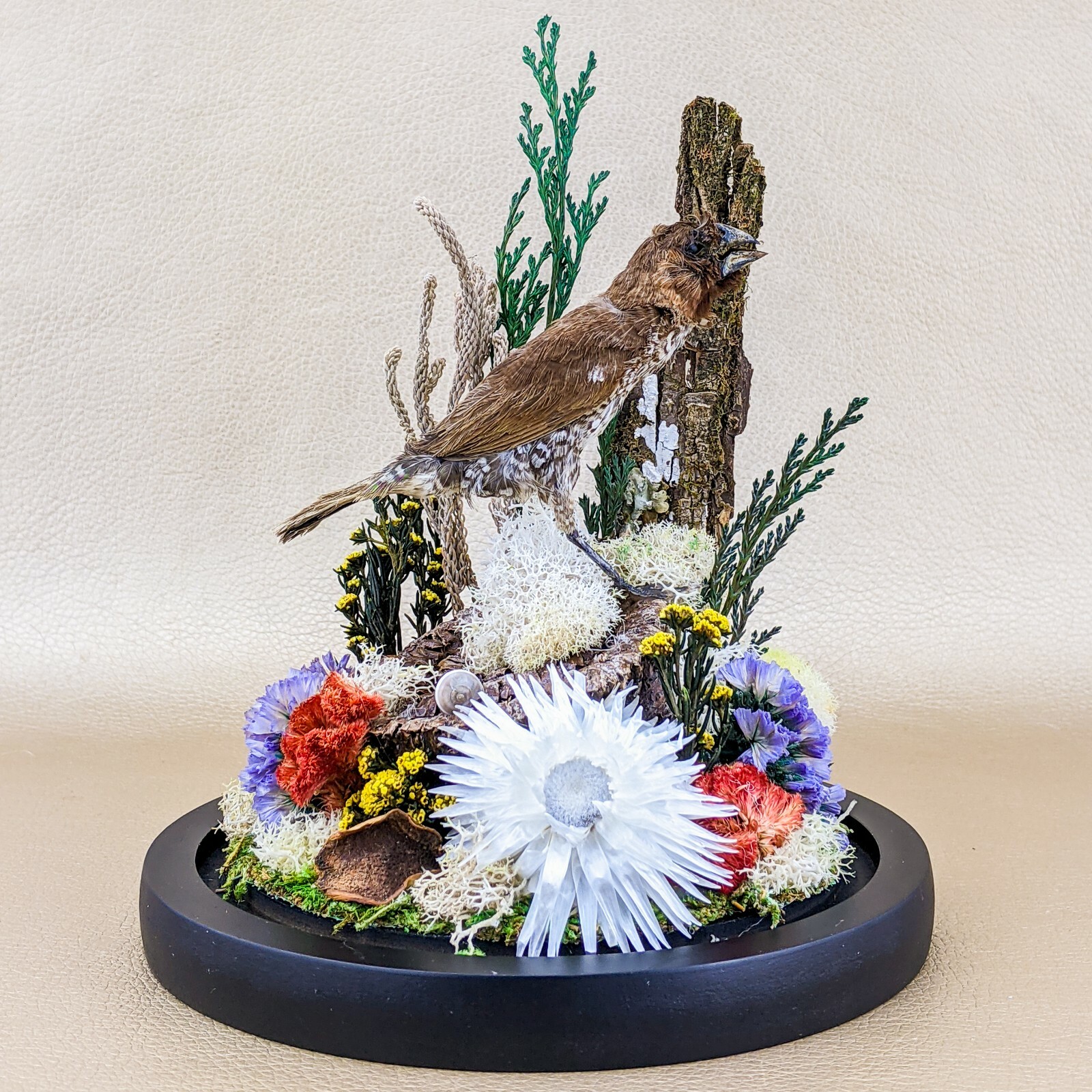 x25a Taxidermy oddities curiosities Spice Finch Bird Glass Dome Display decor