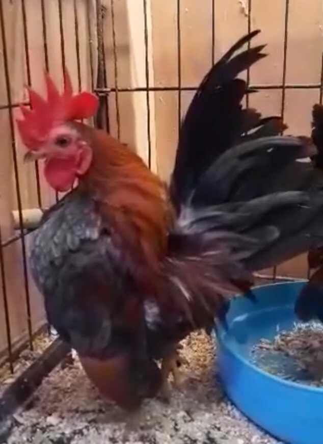 12+Ex NPIP AI CLEAN Pure Serama Micro To B Hatching Eggs MALAYSIAN & TRADITIONAL