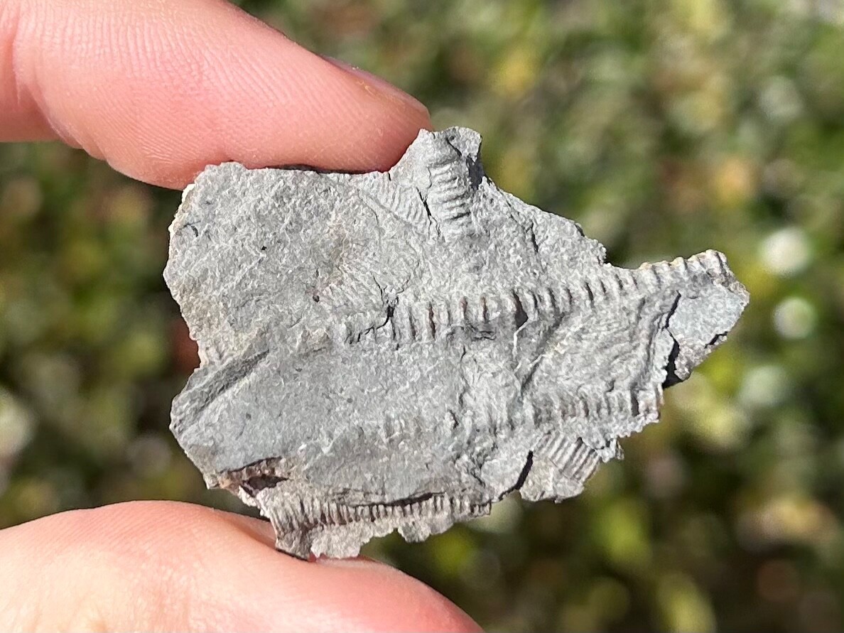 Canada Fossil Crinoids in Matrix Ordovician Age Brechin Ontario