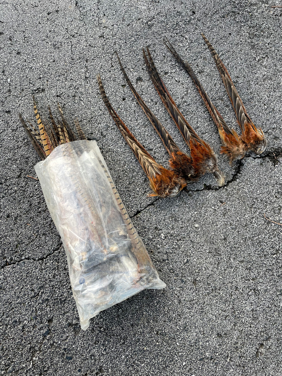 Taxidermy, {0ne} Beautiful RINGNECK PHEASANT Tail- Cabin/Hunting Lodge Fly-tying